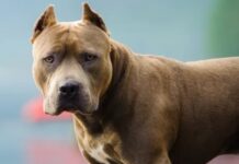 “Los perros me lo estaban comiendo”: el desgarrador relato de la mamá del nene atacado por un pitbull en Córdoba